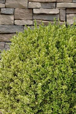 Variegated Boxwood (Buxus Sempervirens 'Aureovariegata') - 2 Gallon Pot -Green Haven Shop buxus sempervirens aureovariegata variegated boxwood 10 1