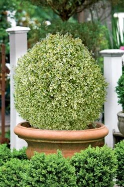 Elegans Variegated Boxwood - Buxus Sempervirens 'Elegantissima' - 2 Gallon Pot -Green Haven Shop buxus sempervirens elegantissima variegated boxwood 101 2