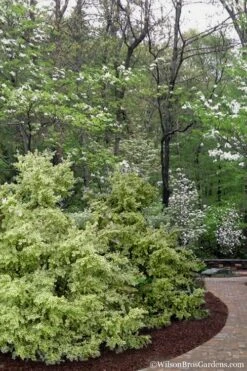 Elegans Variegated Boxwood - Buxus Sempervirens 'Elegantissima' - 6 Pack Of 1 Gallon Pots -Green Haven Shop buxus sempervirens elegantissima variegated boxwood 102 3