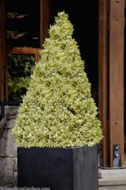 Elegans Variegated Boxwood - Buxus Sempervirens 'Elegantissima' - 1 Gallon Pot -Green Haven Shop buxus sempervirens elegantissima variegated boxwood 105