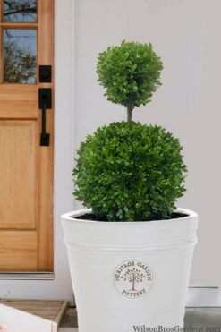 Dwarf English Boxwood Two-Ball Poodle Tier Topiary - 3 Gallon Pot -Green Haven Shop buxus sempervirens suffriticosa standard two ball topiary boxwood 5