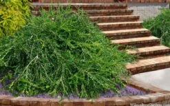 Unraveled Weeping Boxwood - 3 Gallon Pot 11 Unraveled Weeping Boxwood - 3 Gallon Pot -Green Haven Shop buxus sempervirens unraveled weeping boxwood 15