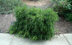 Unraveled Weeping Boxwood - 3 Gallon Pot 12 Unraveled Weeping Boxwood - 3 Gallon Pot -Green Haven Shop buxus sempervirens unraveled weeping boxwood 7