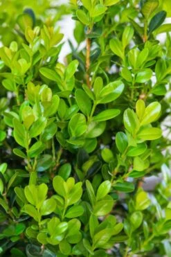 Winterstar Boxwood - 2 Gallon Pot -Green Haven Shop buxus winterstar boxwood 1