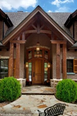 Winterstar Boxwood - 2 Gallon Pot -Green Haven Shop buxus winterstar boxwood 3