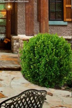 Winterstar Boxwood - 2 Gallon Pot -Green Haven Shop buxus winterstar boxwood 4