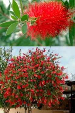 Red Cluster Bottlebrush Tree - 3 Gallon Pot -Green Haven Shop callistemon red cluster bottlebrush 102 1