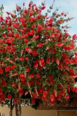 Red Cluster Bottlebrush Tree - 3 Gallon Pot