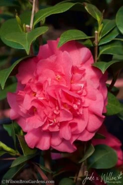 Ack-Scent Fragrant Pink Camellia Japonica - 1 Gallon Pot -Green Haven Shop camellia ack scent jw 2