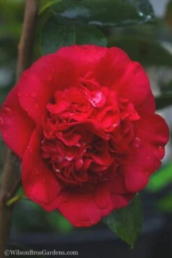 April Tryst Camellia Japonica - 7 Gallon Pot (3-4') -Green Haven Shop camellia april tryst 21