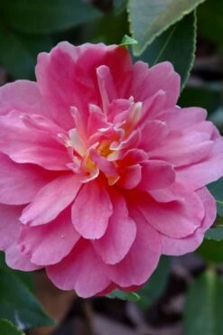 Autumn Spirit Camellia - Hybrid - 3 Gallon Pot -Green Haven Shop camellia autumn spirit 21