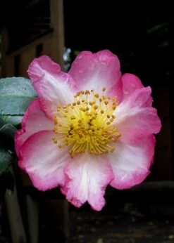 Autumn Sunrise Camellia Sasanqua - 1 Gallon Pot -Green Haven Shop camellia autumn sunrise 10