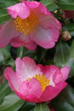 Autumn Sunrise Camellia Sasanqua - 1 Gallon Pot -Green Haven Shop camellia autumn sunrise 2
