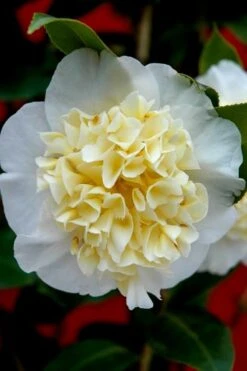 Brushfield Yellow Camellia Japonica - 1 Gallon Pot -Green Haven Shop camellia brushfield yellow 25 1
