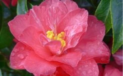 Coral Delight Camellia Hybrid - 3 Gallon Pot -Green Haven Shop camellia coral delight 5