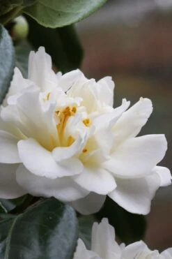 Cream Puff Fragrant Camellia - 3 Gallon Pot -Green Haven Shop camellia cream puff 1