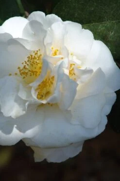 Cream Puff Fragrant Camellia - 3 Gallon Pot -Green Haven Shop camellia cream puff 2