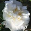 Cream Puff Fragrant Camellia - 3 Gallon Pot