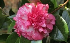 Sacred Dance Camellia Japonica 'Daikagura' - 1 Gallon Pot -Green Haven Shop camellia daikagura 20 1