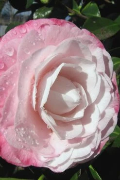 Desire Camellia Japonica - 1 Gallon Pot -Green Haven Shop camellia desire 2