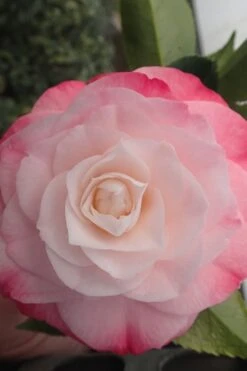 Desire Camellia Japonica - 1 Gallon Pot -Green Haven Shop camellia desire 3