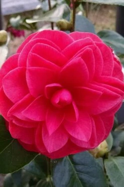 Glen 40 Camellia Japonica - 1 Gallon Pot -Green Haven Shop camellia glen 40 2