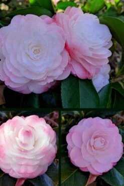 Guest Star Camellia Japonica - 1 Gallon Pot -Green Haven Shop camellia guest star 3