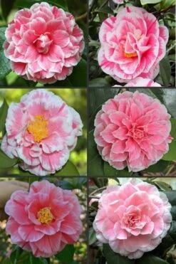 Brilliant Gem Fragrant Camellia Japonica 'Herme' - 1 Gallon Pot -Green Haven Shop camellia herrmes 1