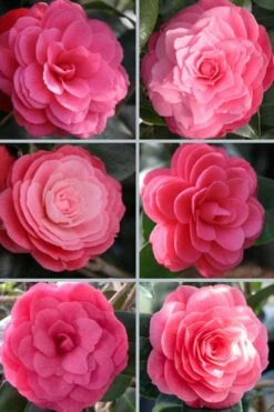 April Kiss Pink Double Flowered Camellia Japonica - 1 Gallon Pot -Green Haven Shop camellia japonica april kiss 102