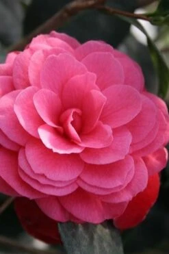 April Kiss Pink Double Flowered Camellia Japonica - 3 Gallon Pot -Green Haven Shop camellia japonica april kiss 103 1
