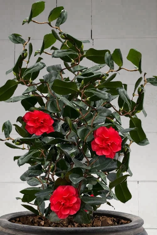 Curly Lady Camellia Japonica - 1 Gallon Pot 1 Curly Lady Camellia Japonica - 1 Gallon Pot