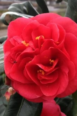 Curly Lady Camellia Japonica - 1 Gallon Pot 12 Curly Lady Camellia Japonica - 1 Gallon Pot -Green Haven Shop camellia japonica curly lady 6