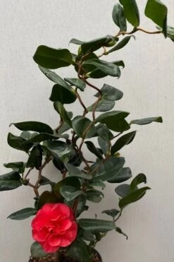Curly Lady Camellia Japonica - 1 Gallon Pot 13 Curly Lady Camellia Japonica - 1 Gallon Pot -Green Haven Shop camellia japonica curly lady 8