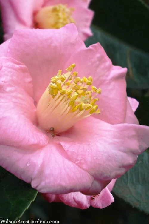 Isaribi Camellia Japonica - 3 Gallon Pot 1 Isaribi Camellia Japonica - 3 Gallon Pot