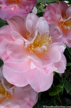 Junior Miss Fragrant Pink Camellia - 7 Gallon Pot 7 Junior Miss Fragrant Pink Camellia - 7 Gallon Pot -Green Haven Shop camellia japonica junior miss 2