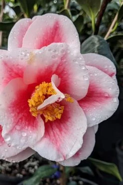 Sadaharu Oh Camellia - 7 Gallon Pot (3-4') -Green Haven Shop camellia japonica sadaharu oh 100