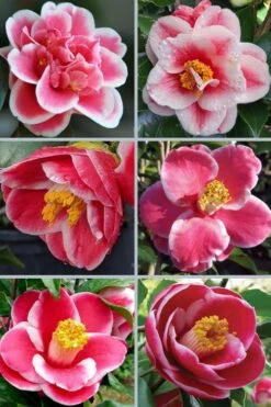 Sadaharu Oh Camellia - 7 Gallon Pot (3-4') -Green Haven Shop camellia japonica sadaharu oh 102