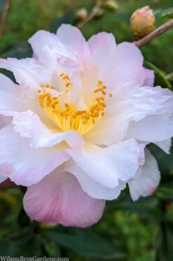 Star Above Star Camellia Sasanqua - 3 Gallon Pot -Green Haven Shop camellia japonica star above star 2