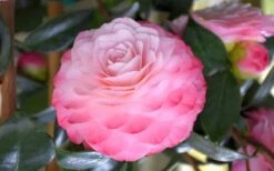 Nuccio's Pearl Camellia Japonica - 1 Gallon Pot -Green Haven Shop camellia mnuccios pearl 3 1