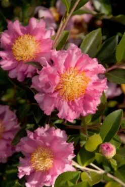 October Magic Carpet Dwarf Camellia - 2.5 Quart Pot