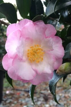 October Magic Orchid Camellia - 7 Gallon Pot