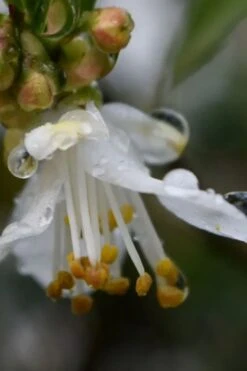 Parvilimba Camellia - 5 Gallon Pot -Green Haven Shop camellia parvilimba 1
