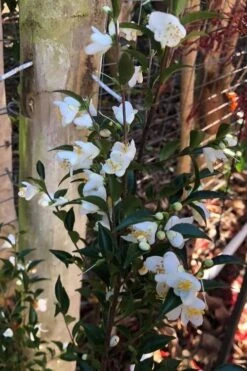 Parvilimba Camellia - 5 Gallon Pot -Green Haven Shop camellia parvilimba 4