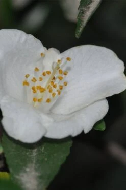 Parvilimba Camellia - 5 Gallon Pot -Green Haven Shop camellia parvilimba 6