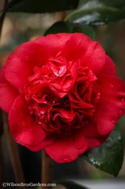 Professor Sargent Camellia Japonica - 7 Gallon Pot (3-4') -Green Haven Shop camellia professor sargent 20 2