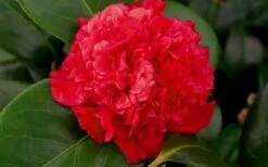 Professor Sargent Camellia Japonica - 7 Gallon Pot (3-4') -Green Haven Shop camellia professor sargent bloom 2