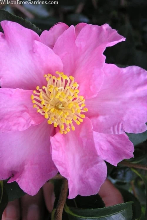 Marti Camellia - 3 Gallon Pot 1 Marti Camellia - 3 Gallon Pot