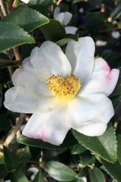 Survivor Cold Hardy White Camellia - 3 Gallon Pot -Green Haven Shop camellia sasanqua sweet october 3