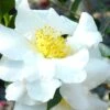 Setsugekka Fragrant Camellia Sasanqua - 1 Gallon Pot