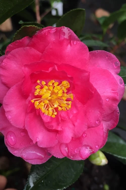 Shishi Gashira Dwarf Camellia Sasanqua - 1 Gallon Pot 1 Shishi Gashira Dwarf Camellia Sasanqua - 1 Gallon Pot